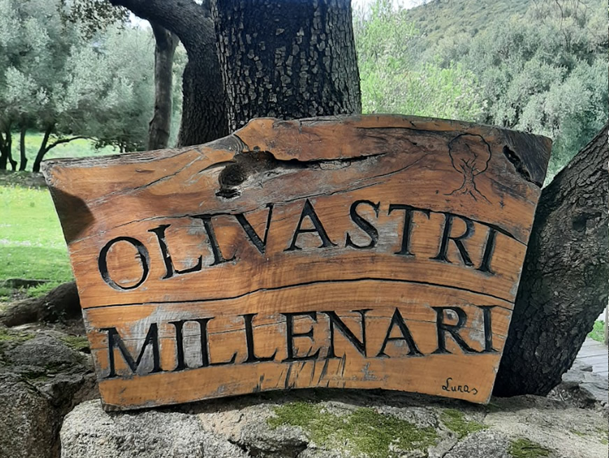 olivastri-millenari-01