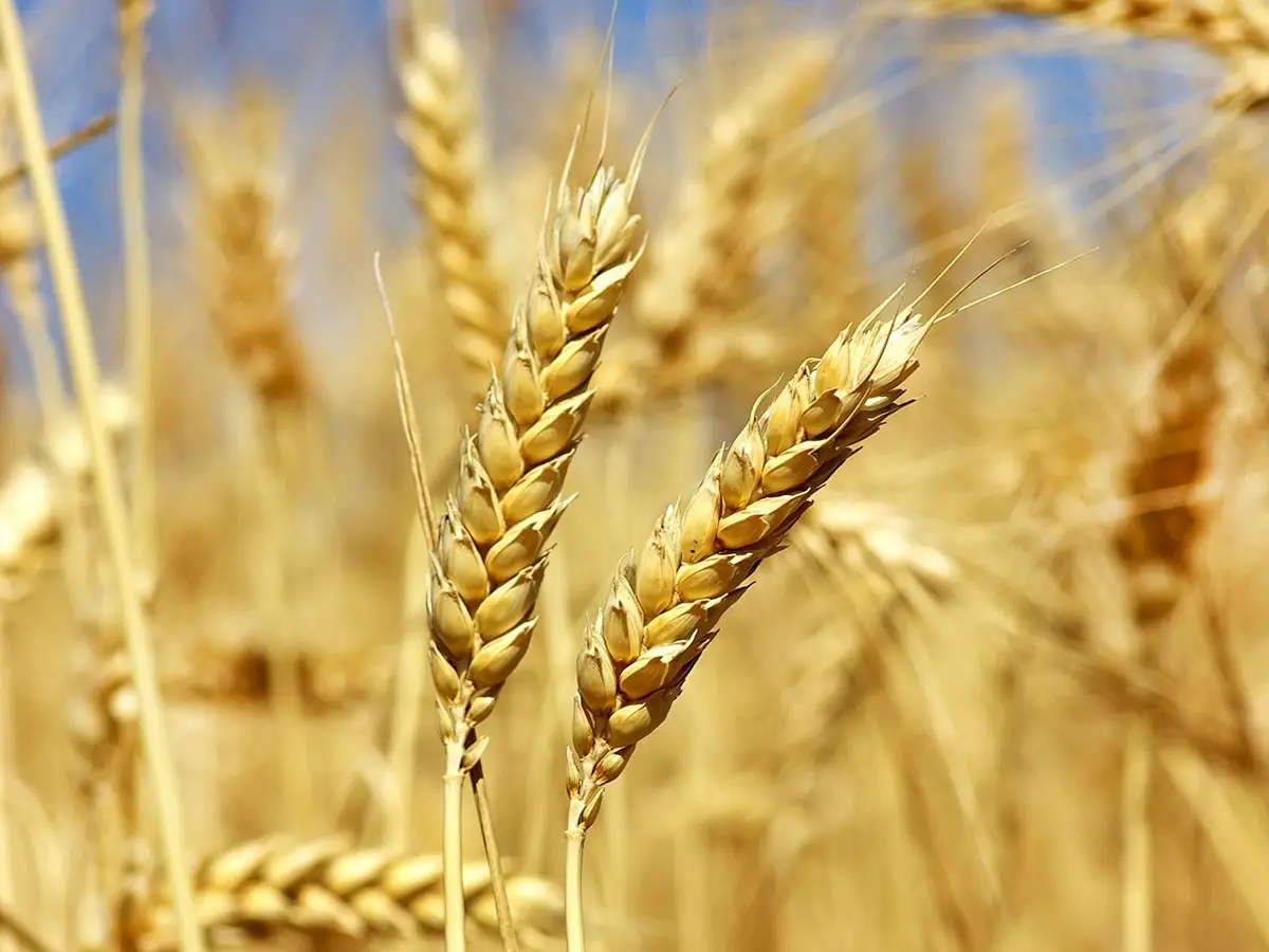 grano-tenero